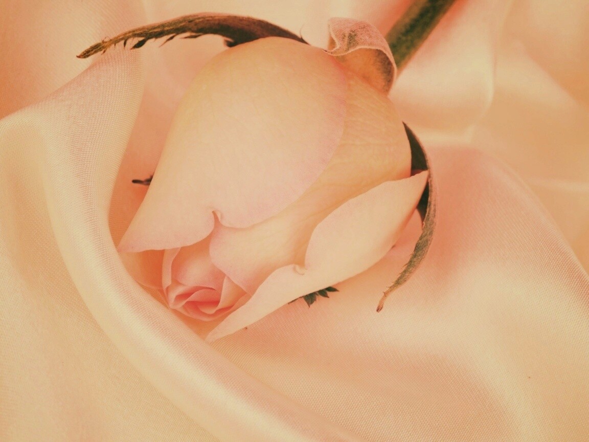 Свадебная роза обои