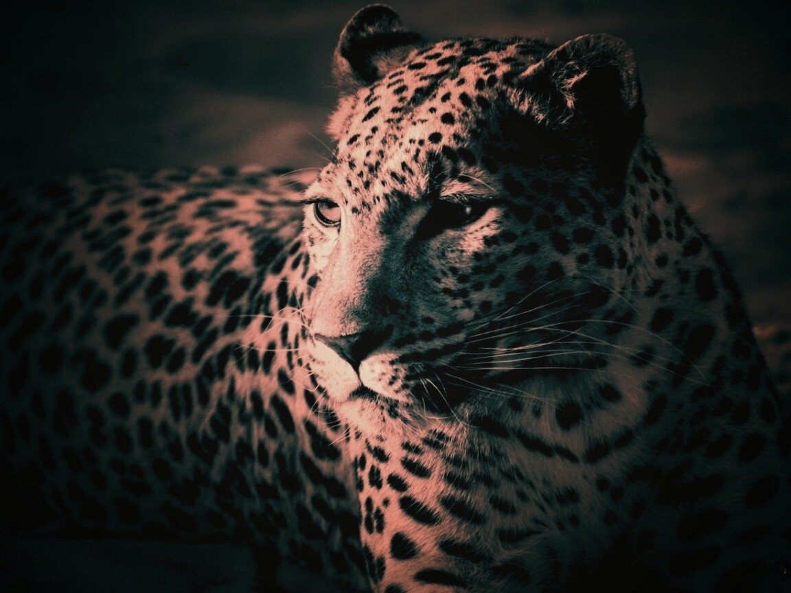 Леопард обои
