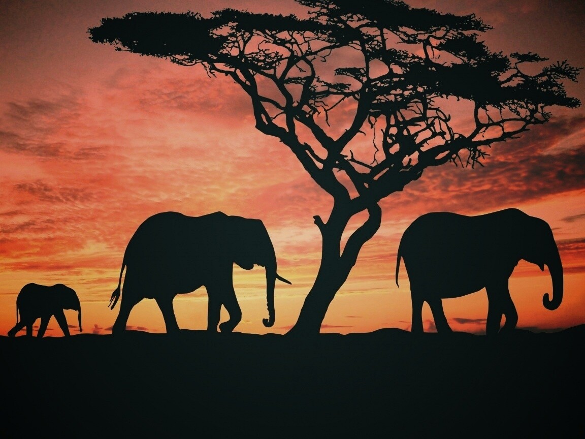 Силуэты слонов обои