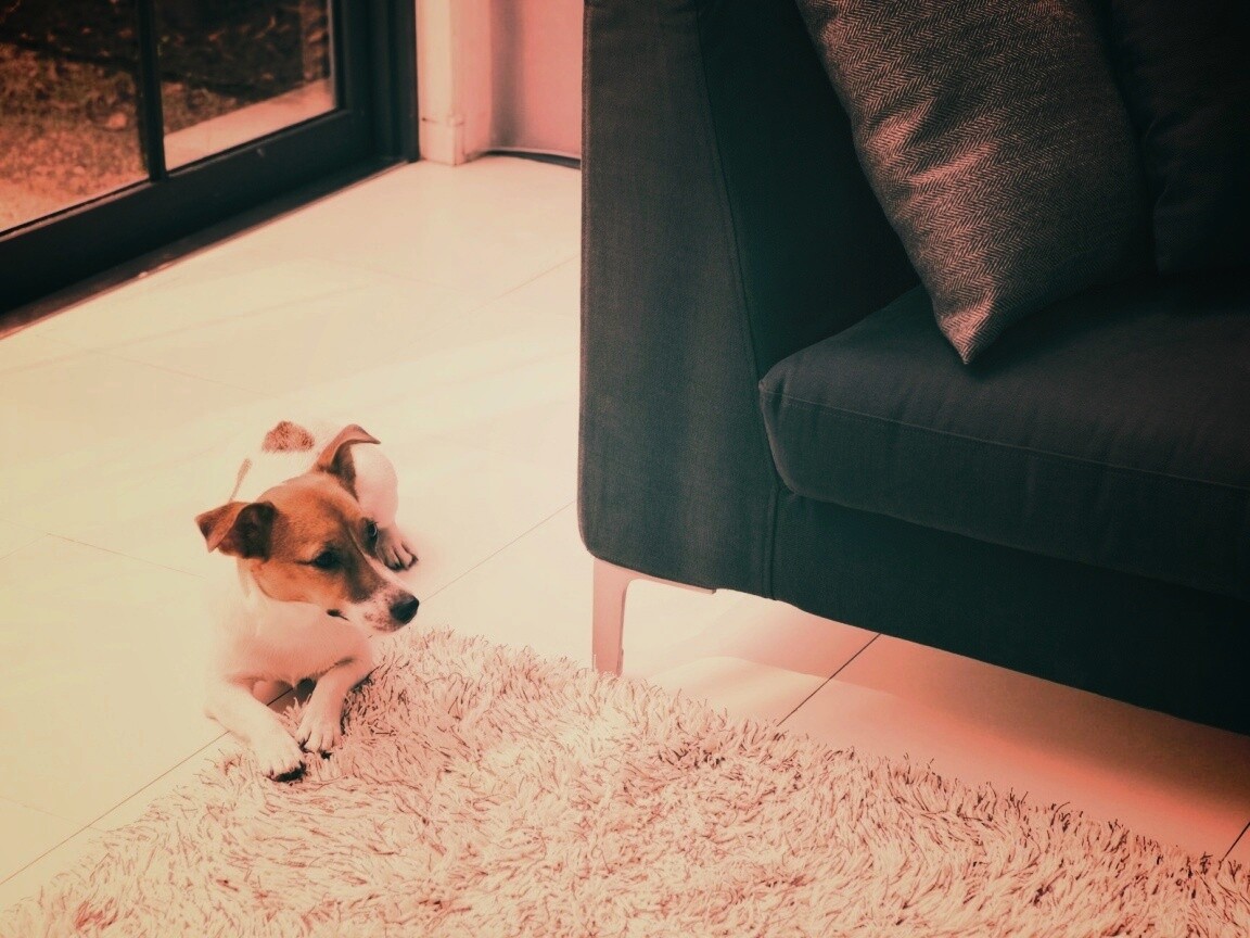 Собака обои