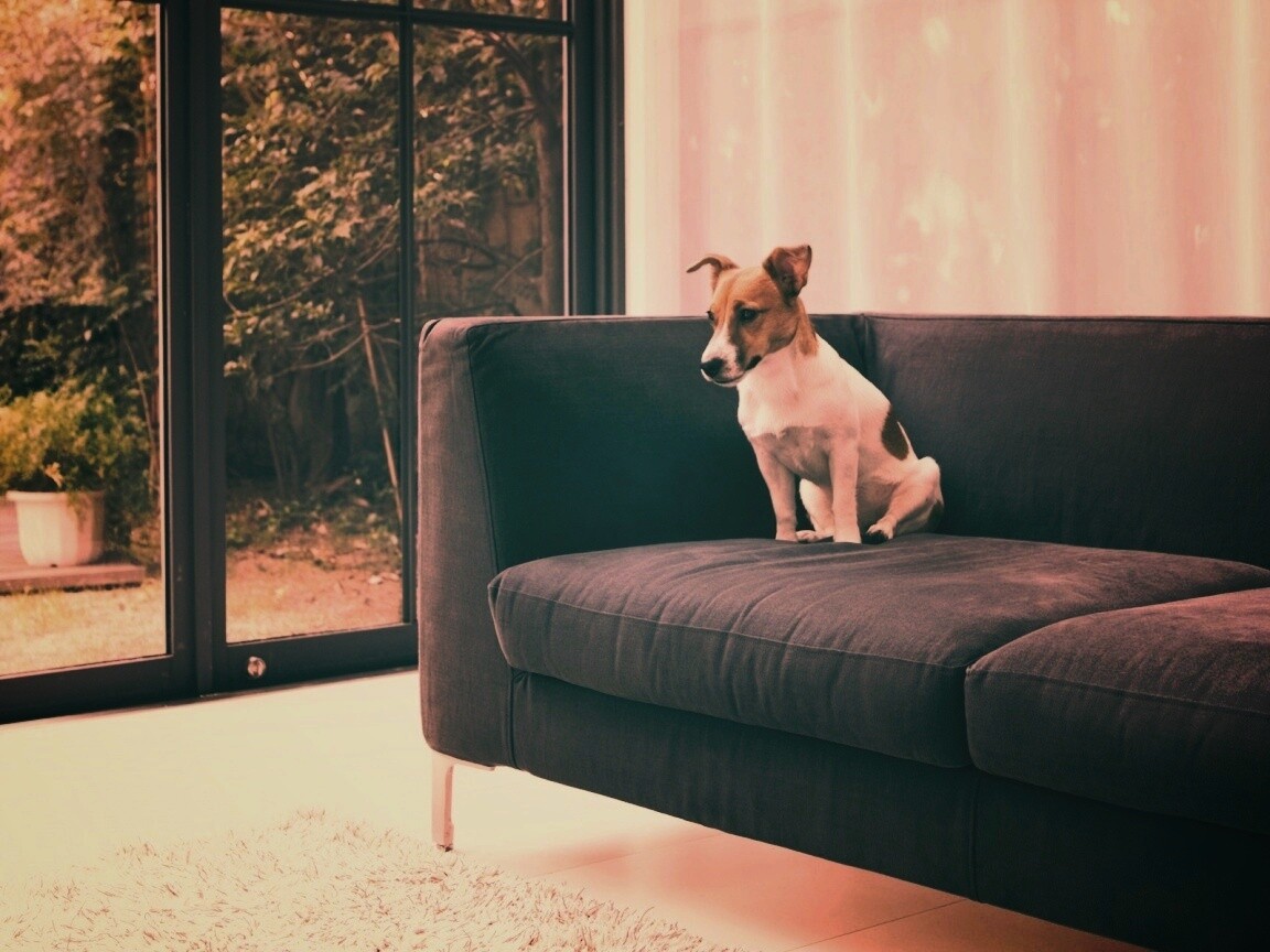 Пес на диване обои