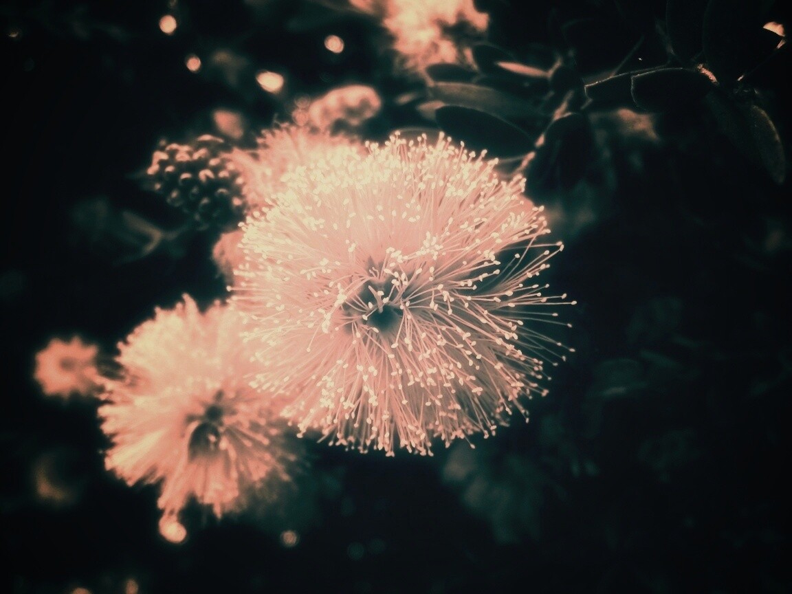 Сказочный цветок обои