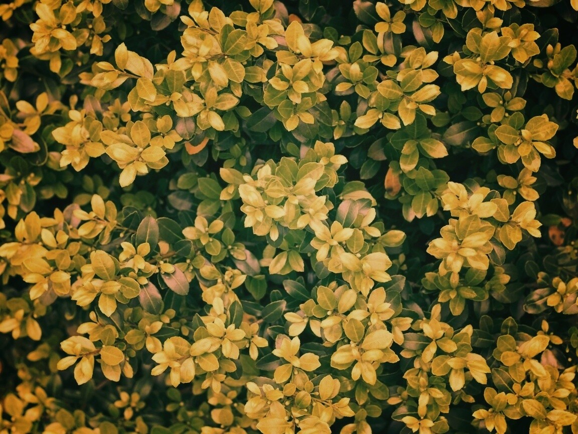 Густая листва обои