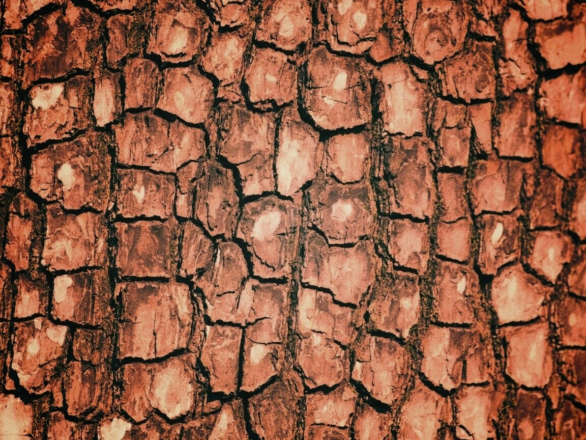Кора дерева обои
