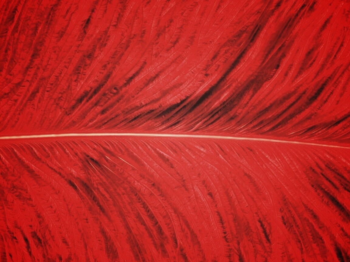 Перо попугая обои