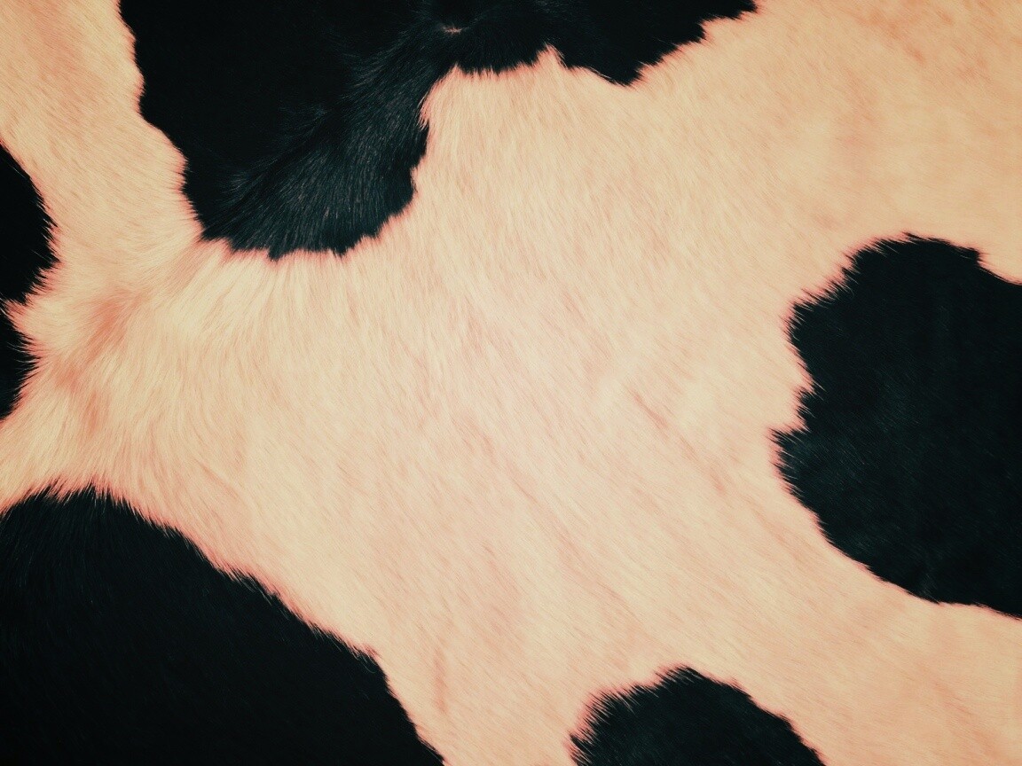 Шкура коровы обои