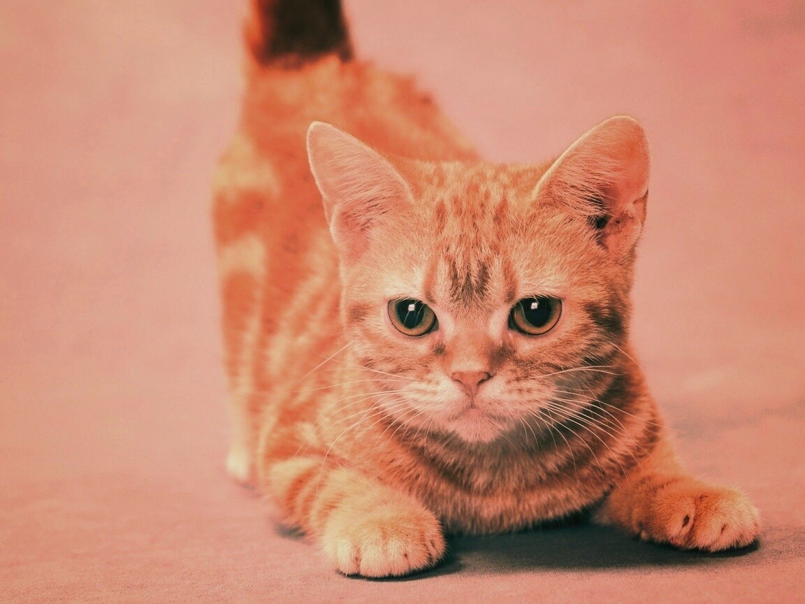 Котенок обои