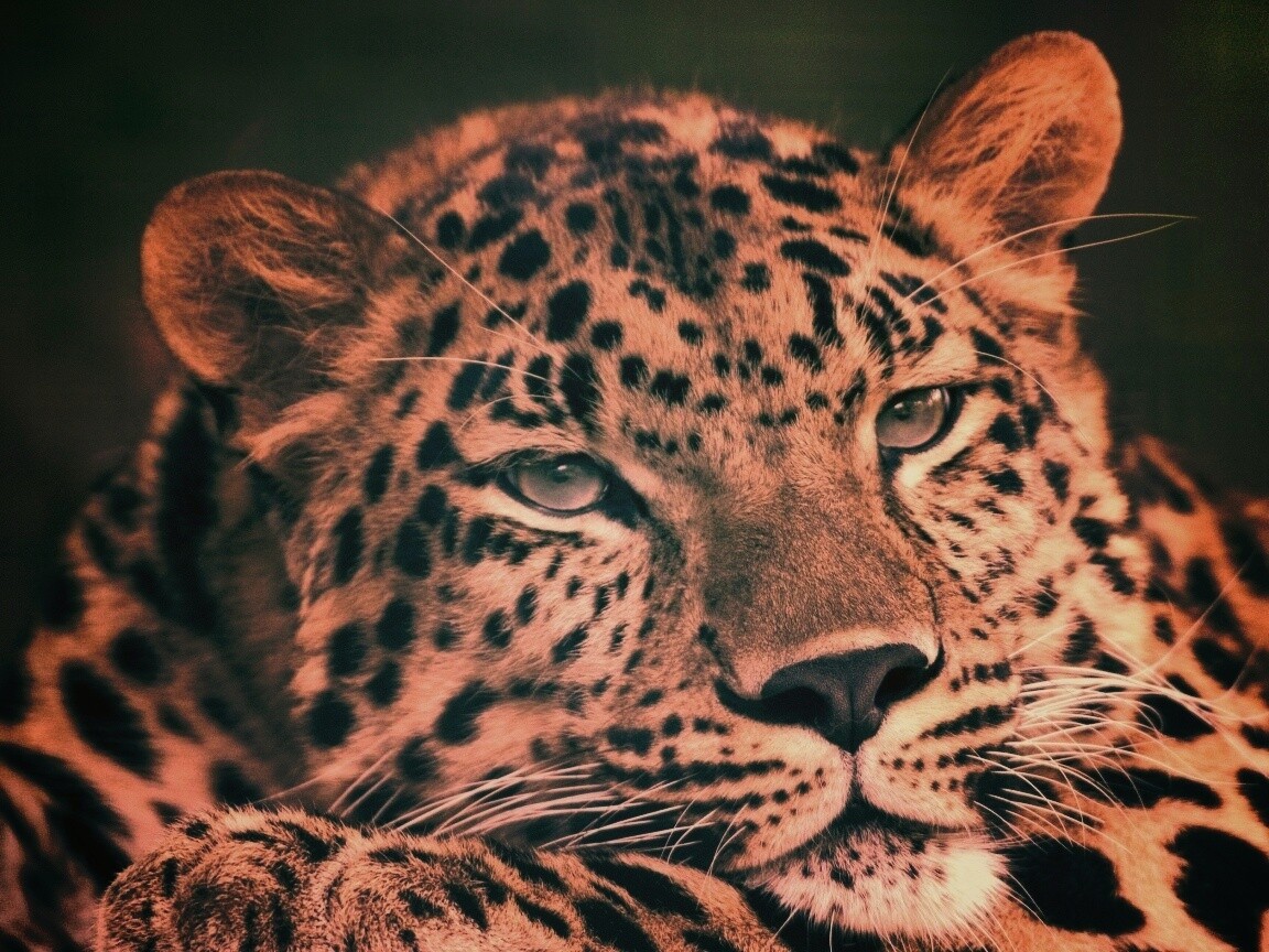 Злопасный ягуляр обои