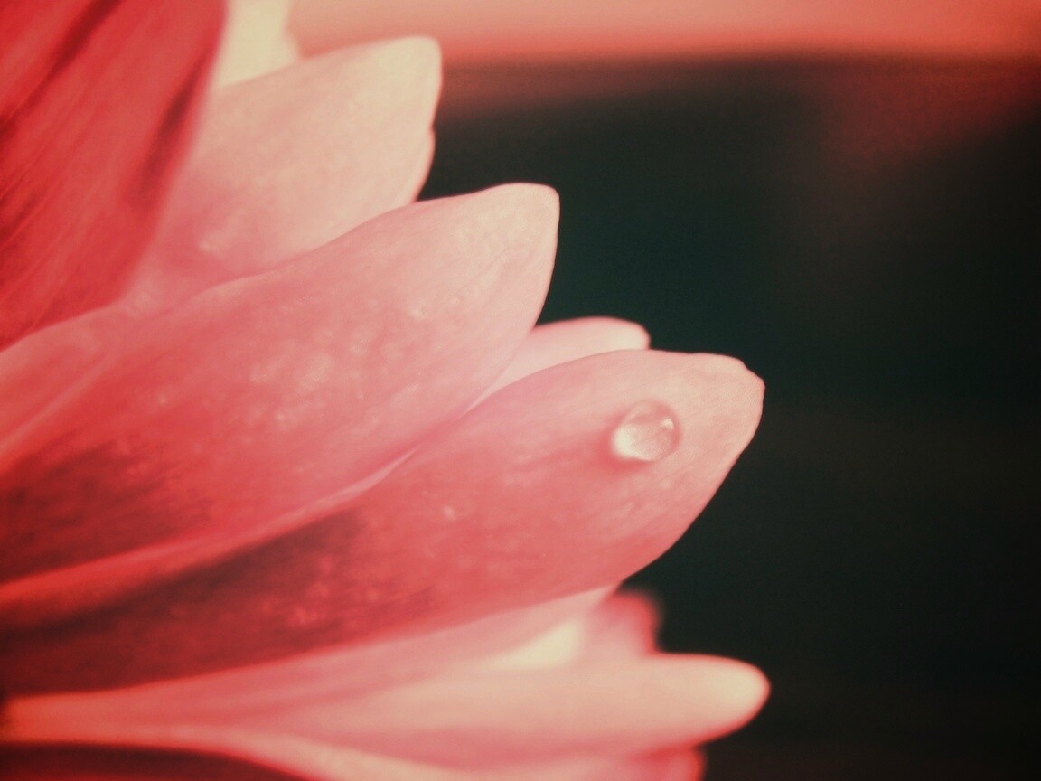 Капля на лепестке обои