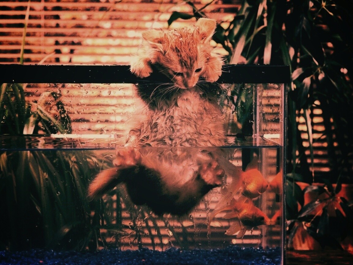 Мокрая киска обои