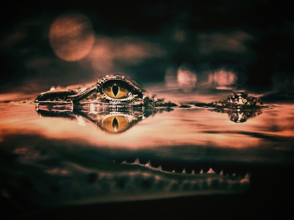 Глаз крокодила обои