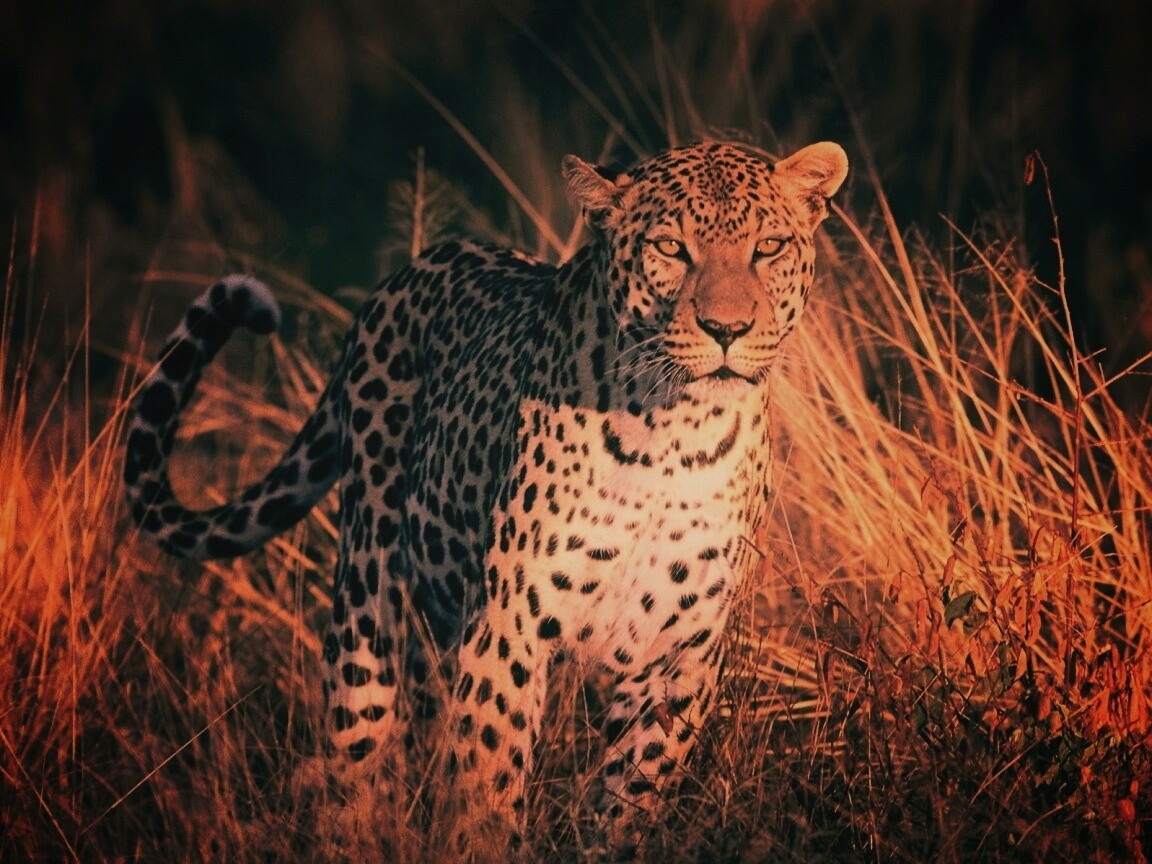 Леопард на охоте обои