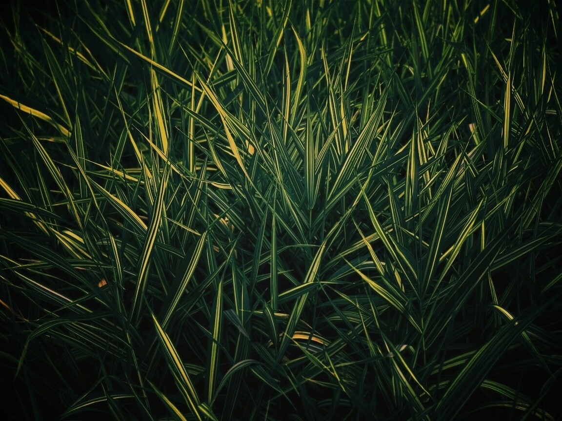 Дикая трава обои