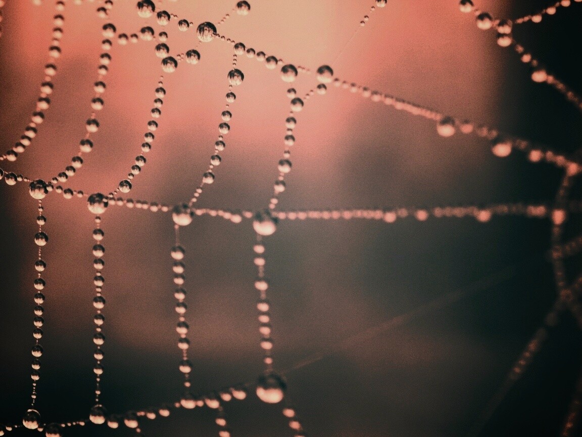 Капли на паутине обои