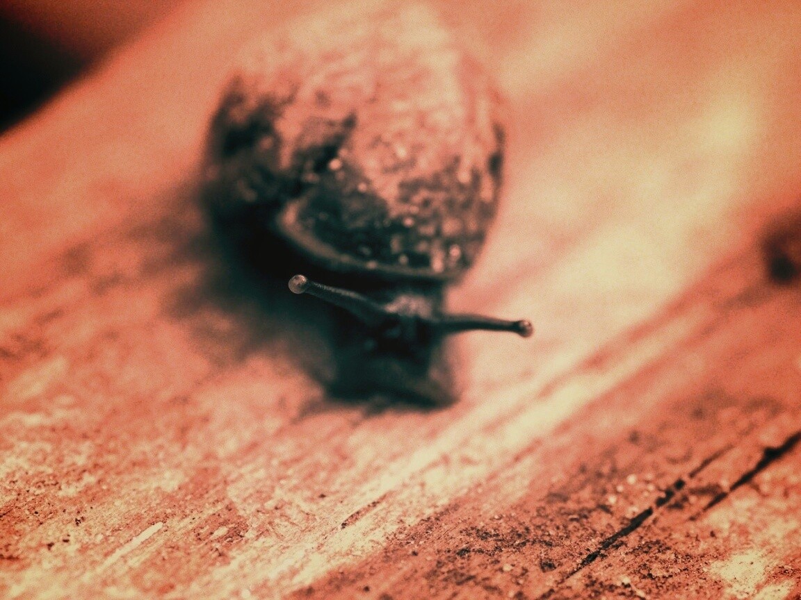 Улитка на ветке обои