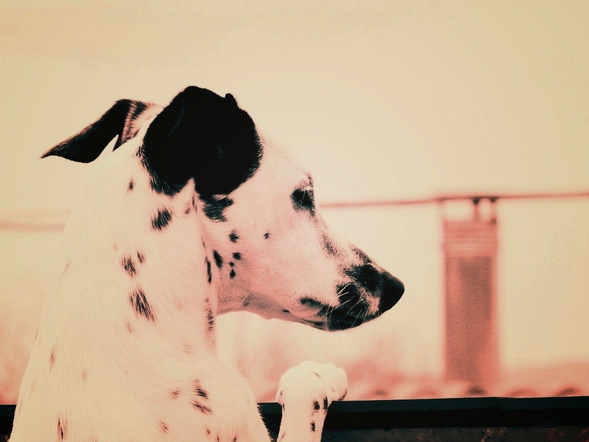 Долматинец смотрит вдаль обои