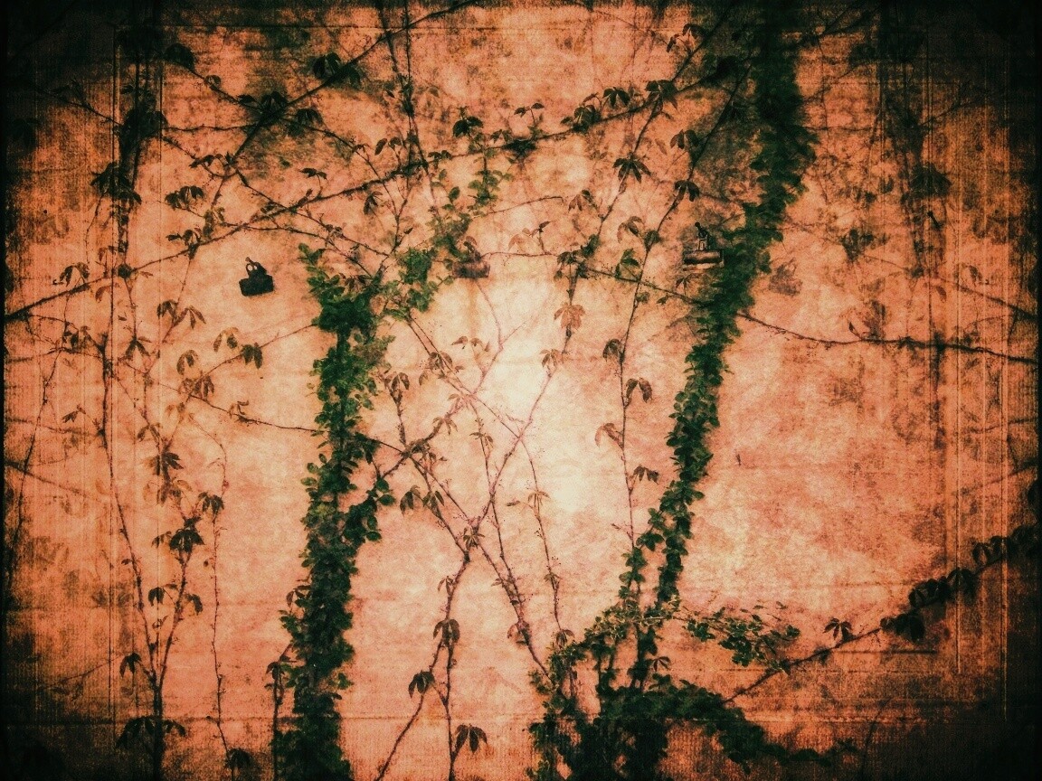 Растение на стене обои