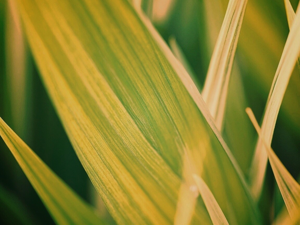 Идеальный кусочек зелени обои