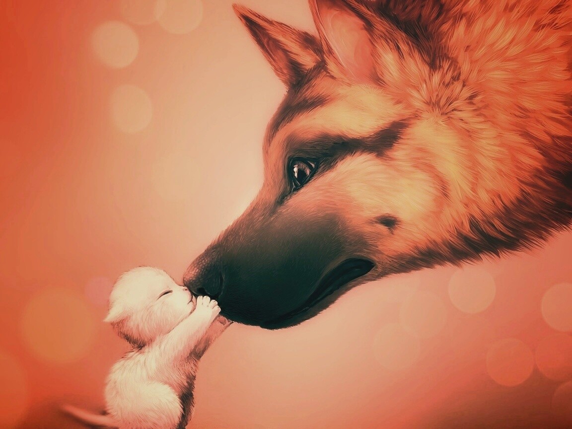 Овчарка и котенок обои