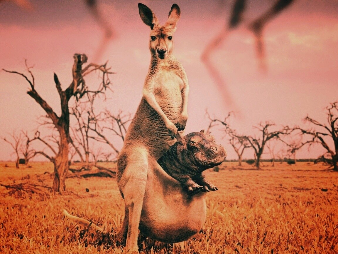 Кенгуру с бегемотом в сумке обои