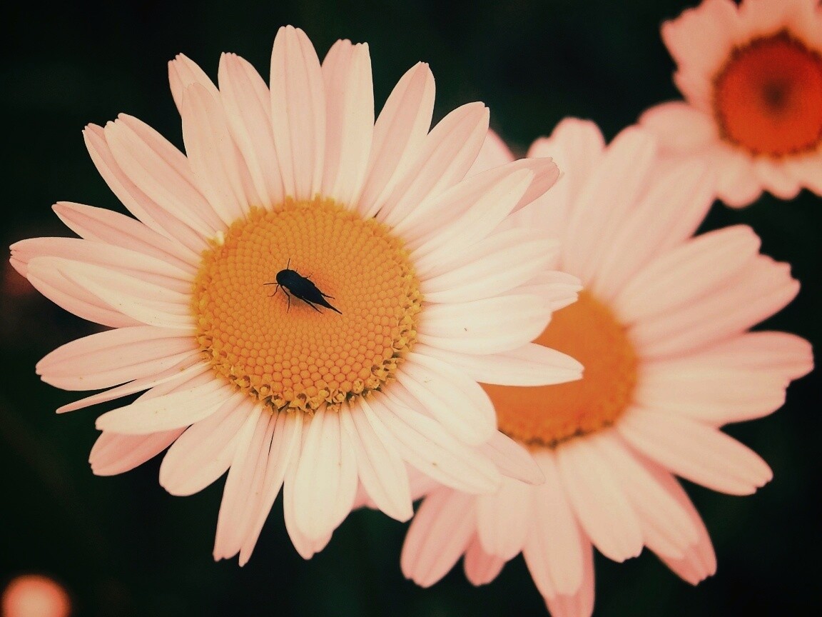 Ромашки обои