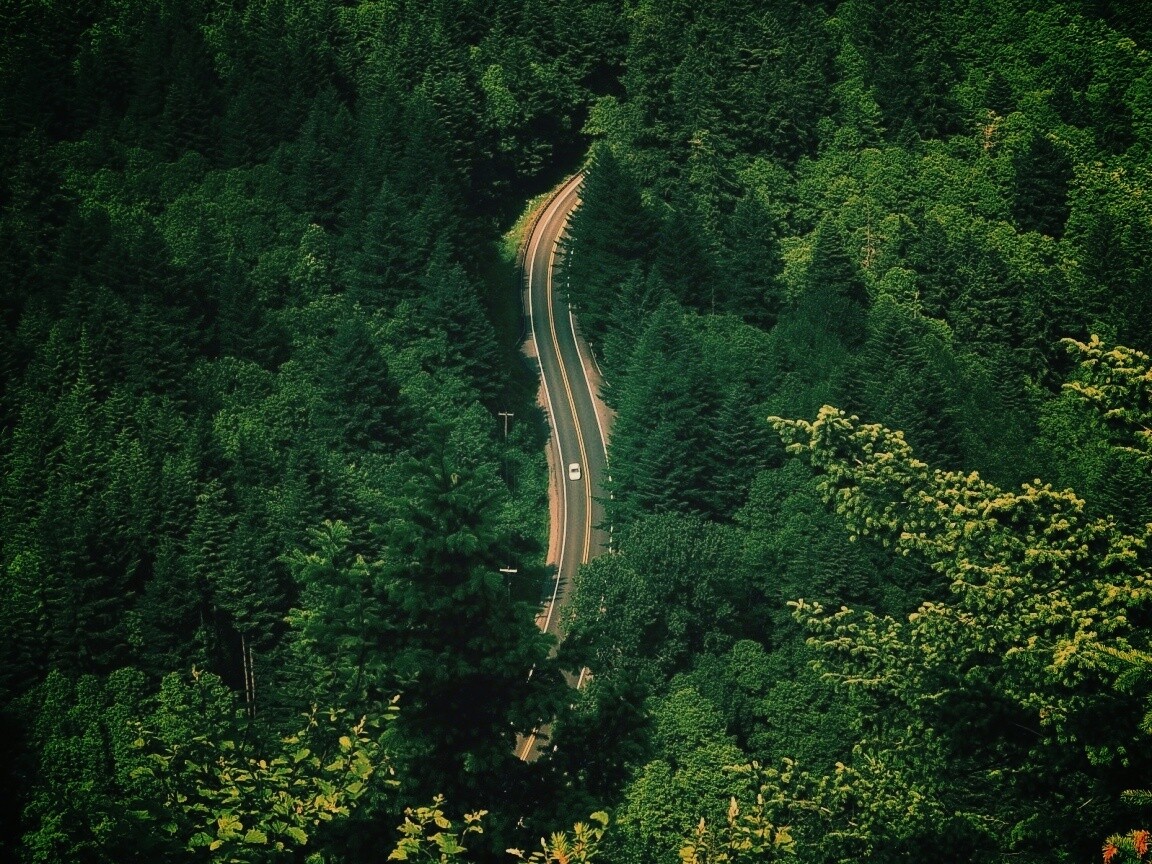 Лесная трасса обои