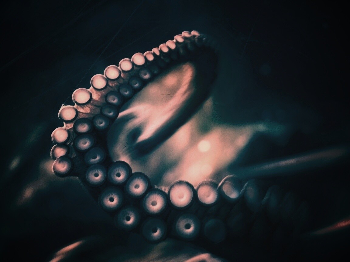 Щупальце обои