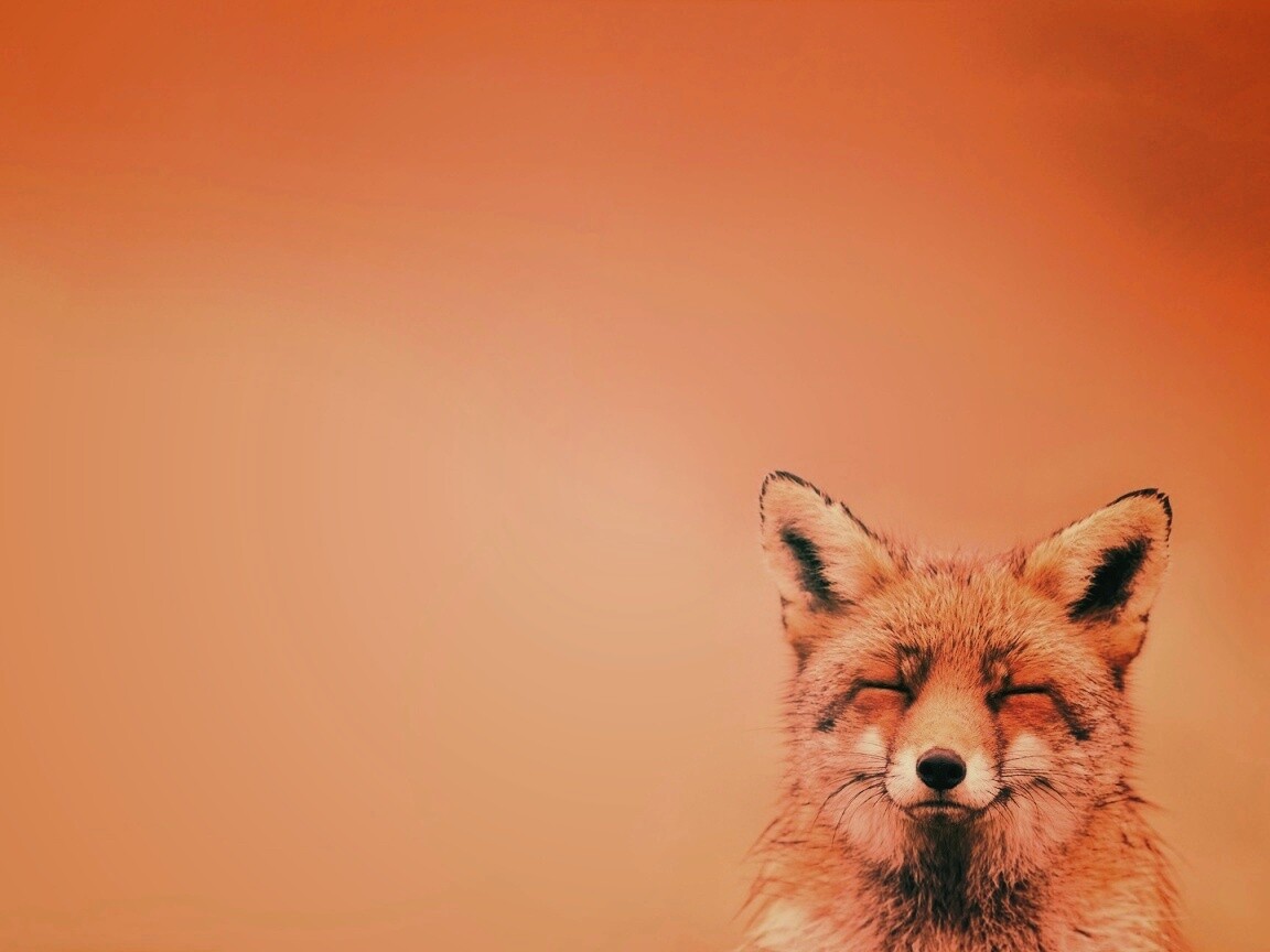 ^_^ Fox обои