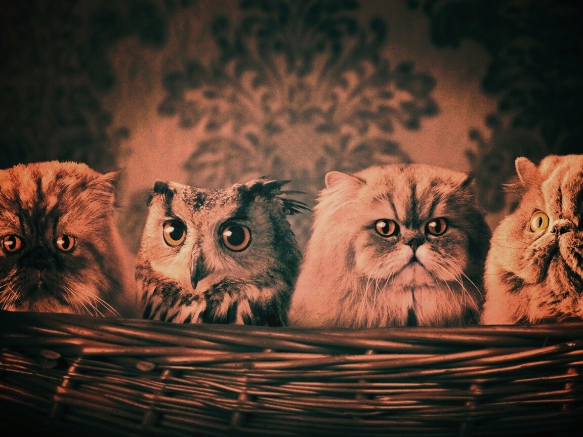 Чужой среди своих обои