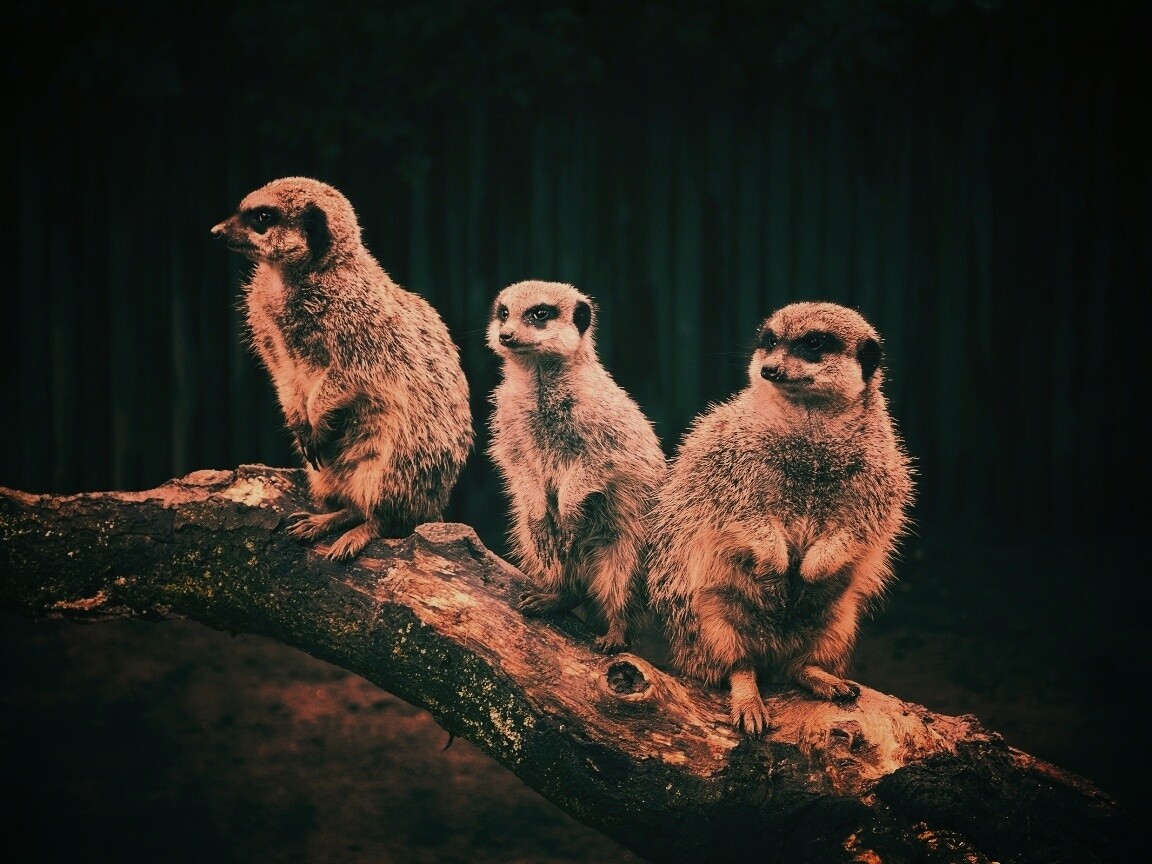 В дозоре обои