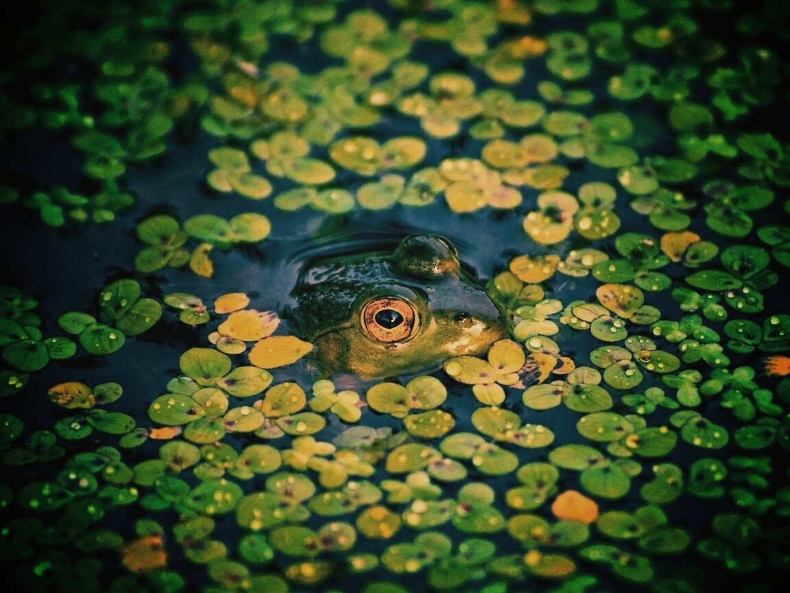 Маленькая лягушка обои