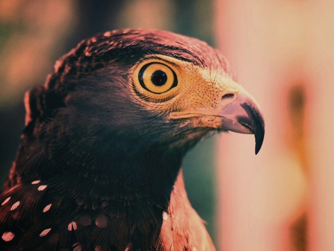 Взгляд орла обои