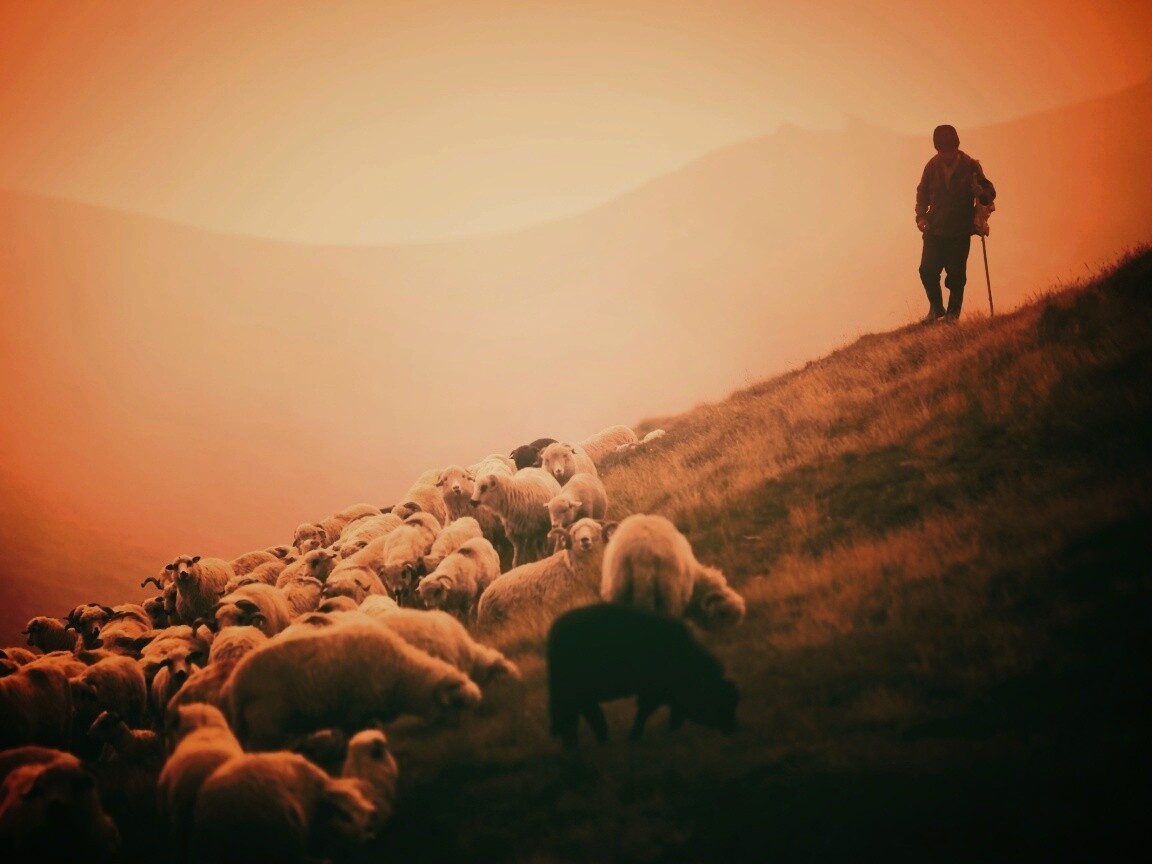Пастух и стадо обои