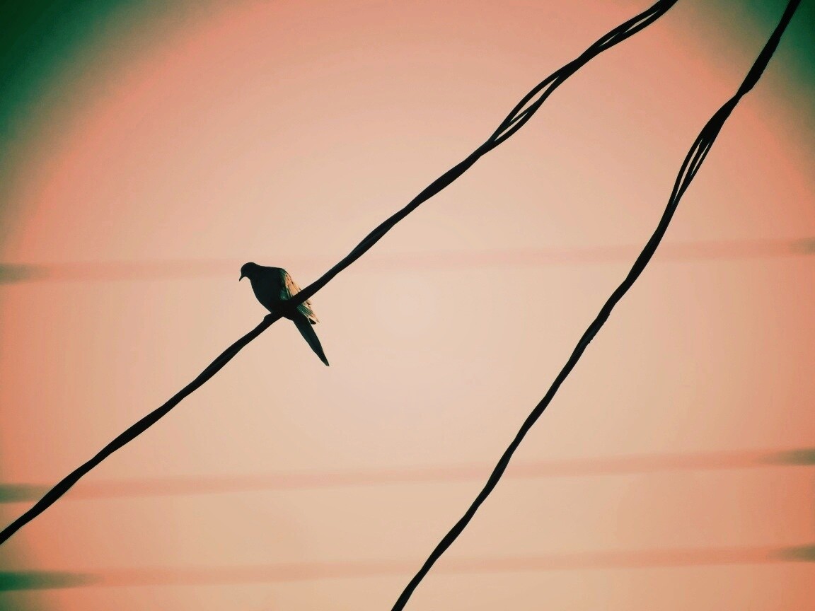Птица на проводе обои
