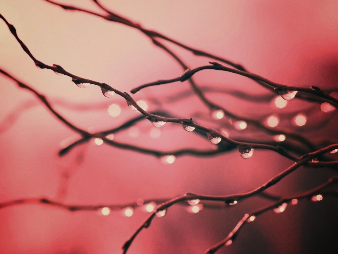 Капли на ветке обои