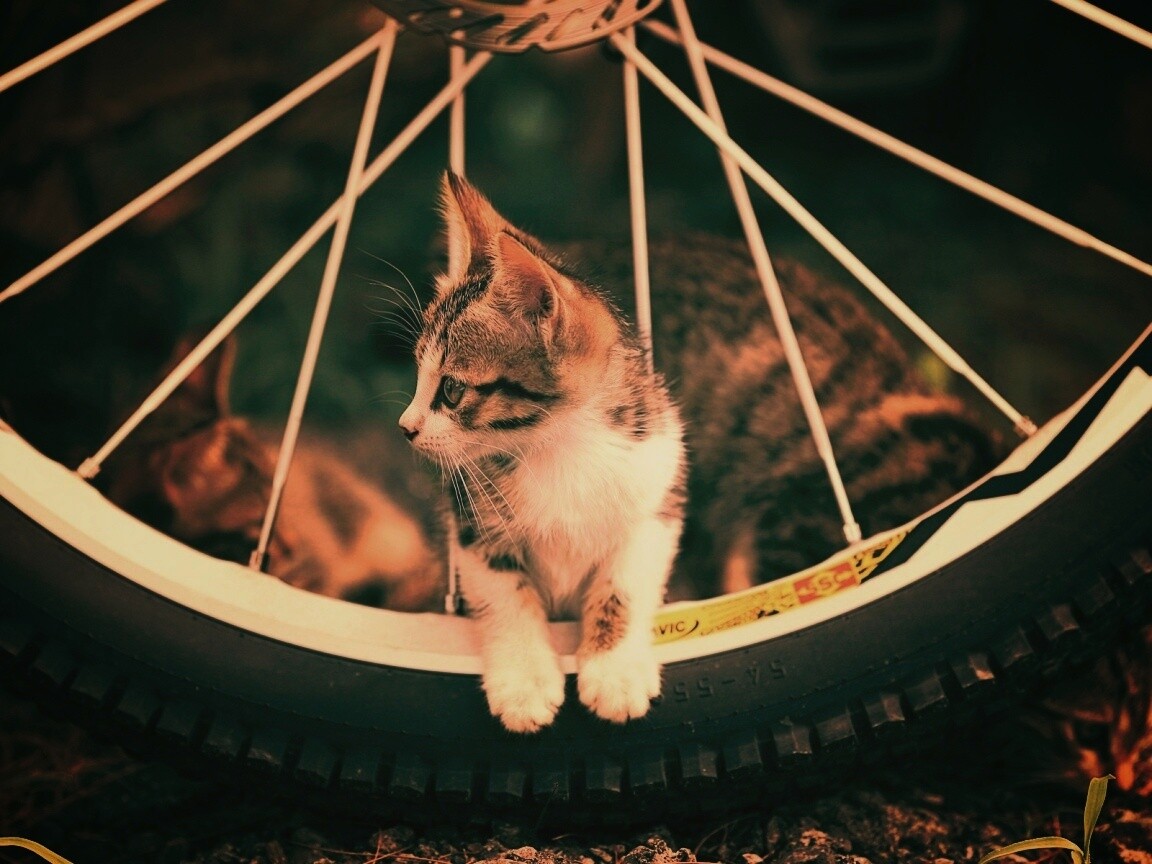 Маленький котенок обои