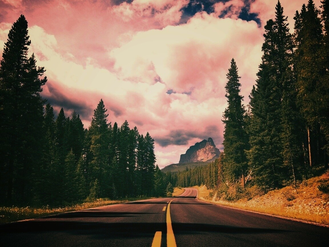 Красивая лесная дорога обои