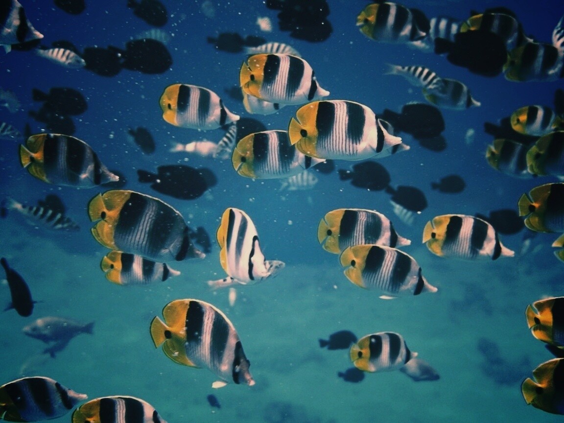 Косяк тропических рыбок обои