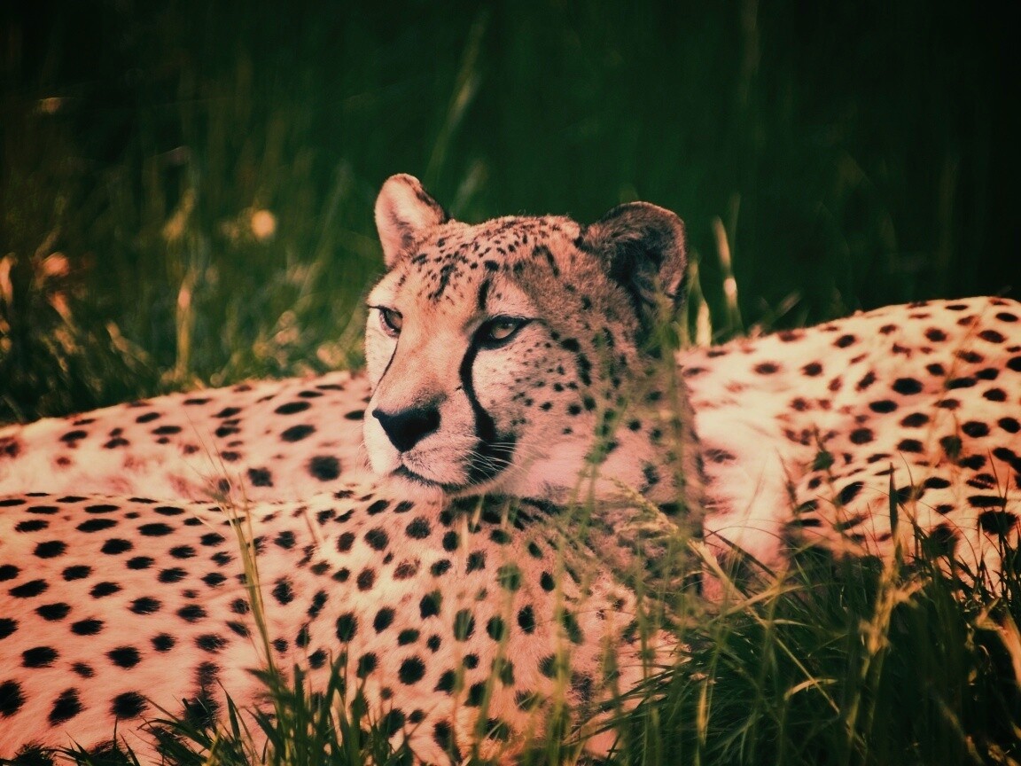 Два изящных гепард в природе обои