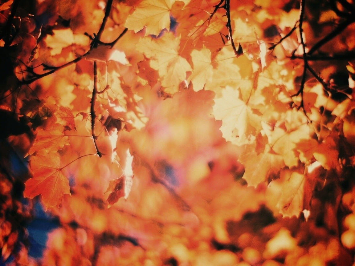 Жёлтые листья обои