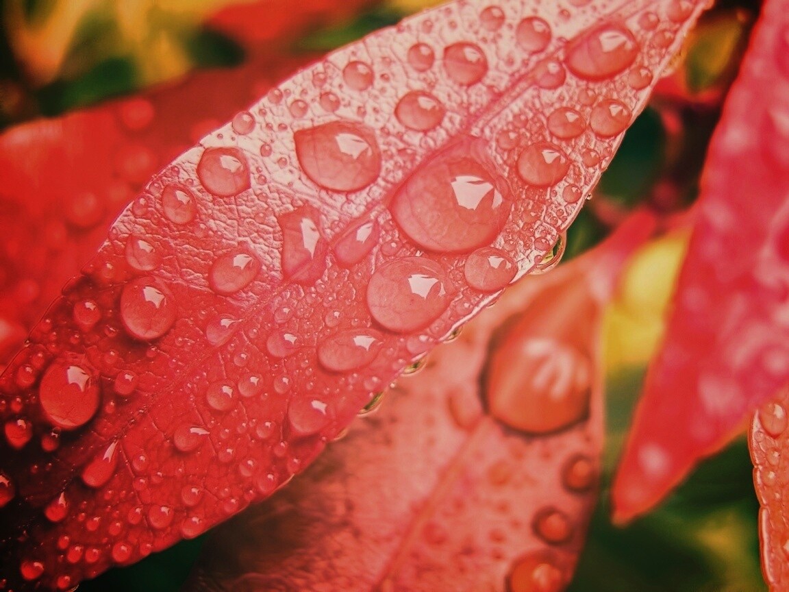 Капли росы на красных листьях обои