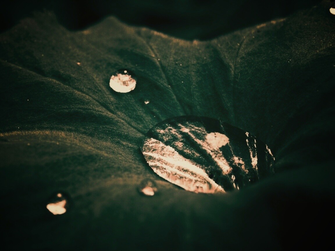 Капля в листе обои