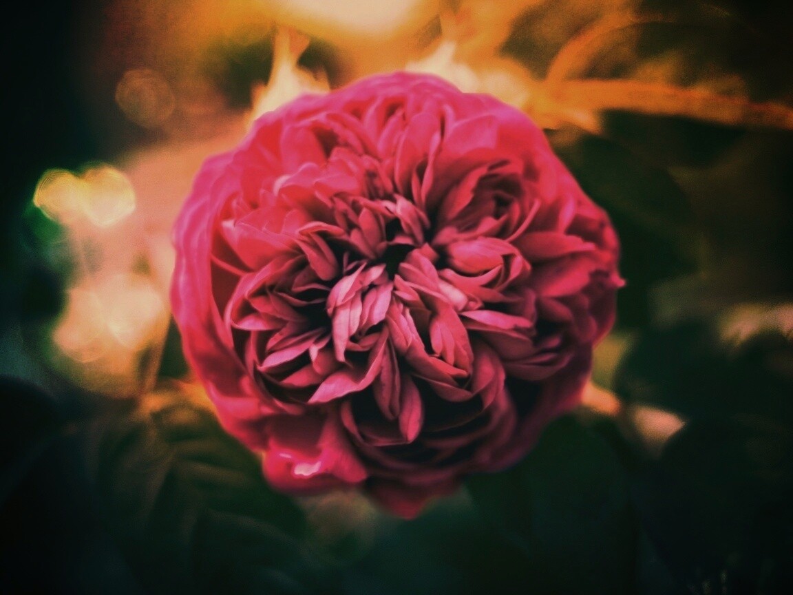 Клевер крупным планом обои