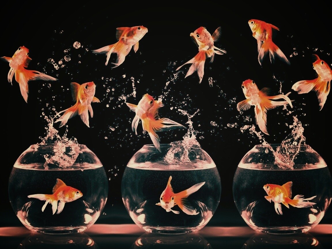 Аквариумы жонглируют рыбами обои