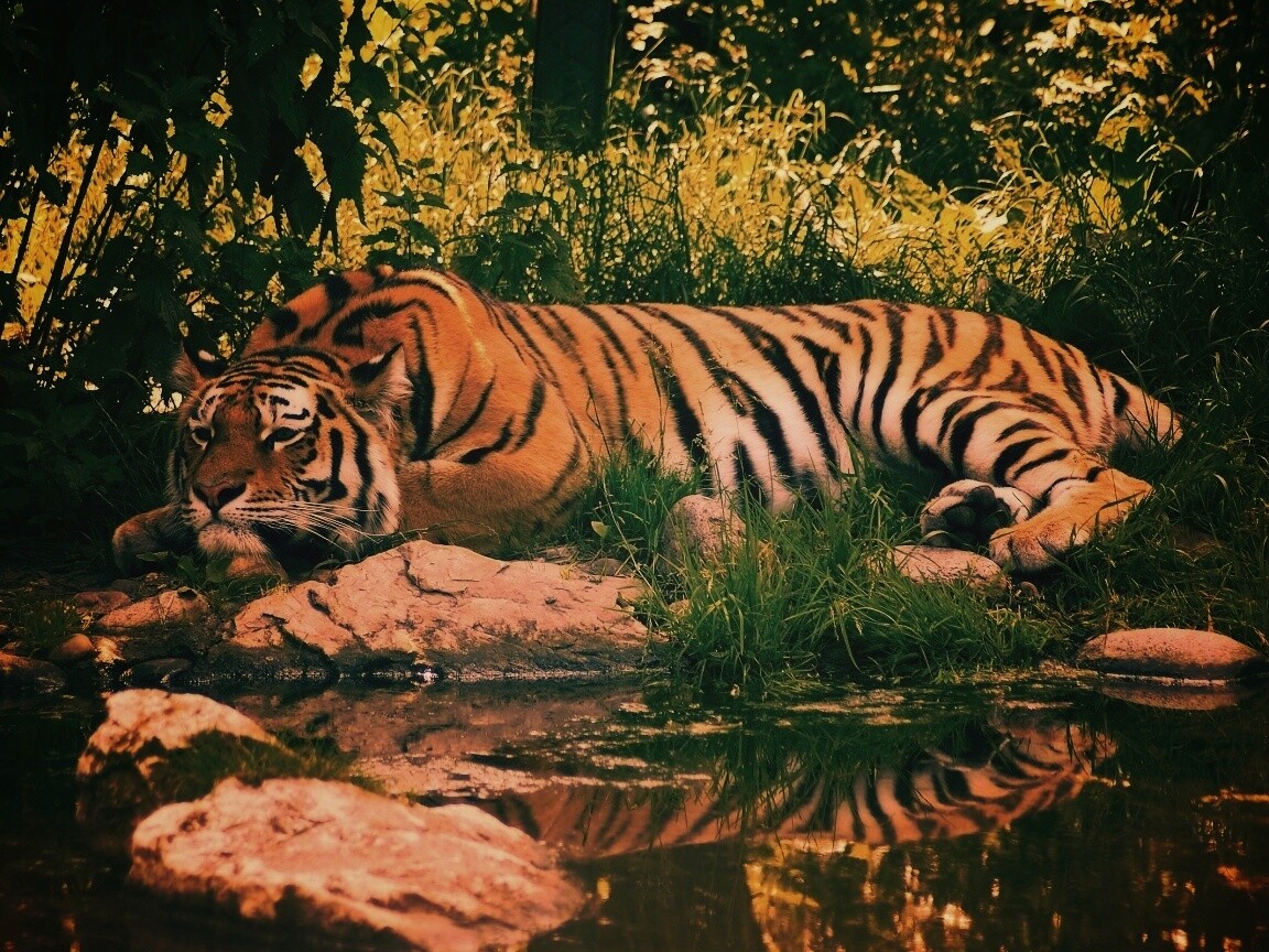 Тигр отдыхает обои