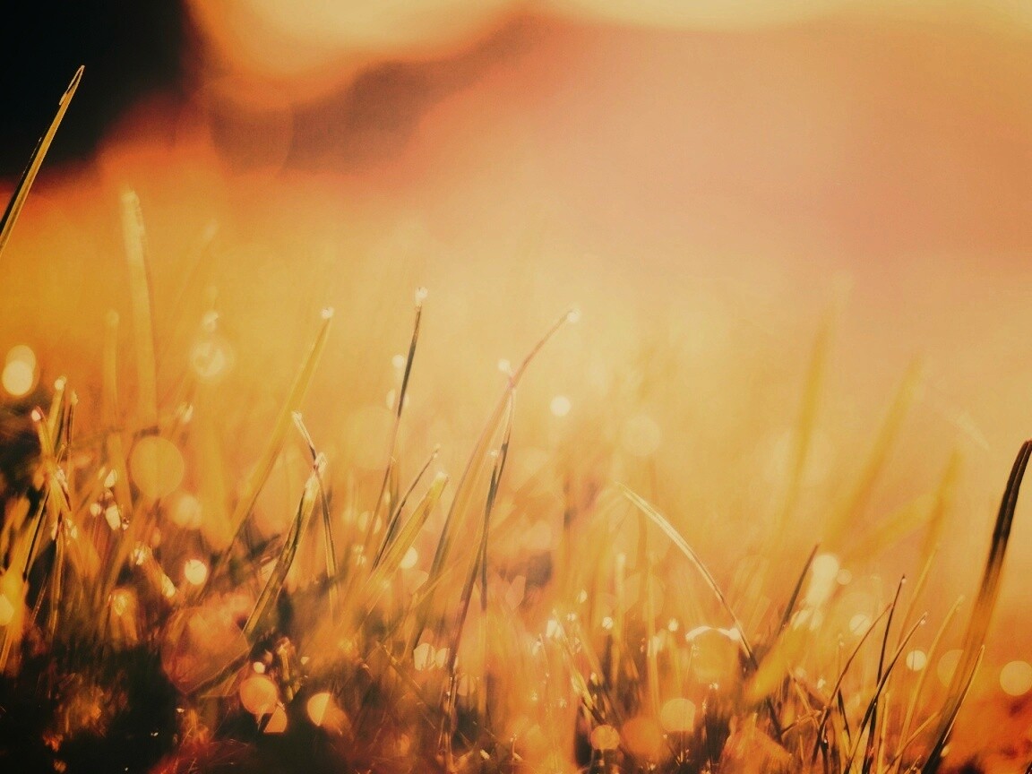 Красивая сочная трава обои