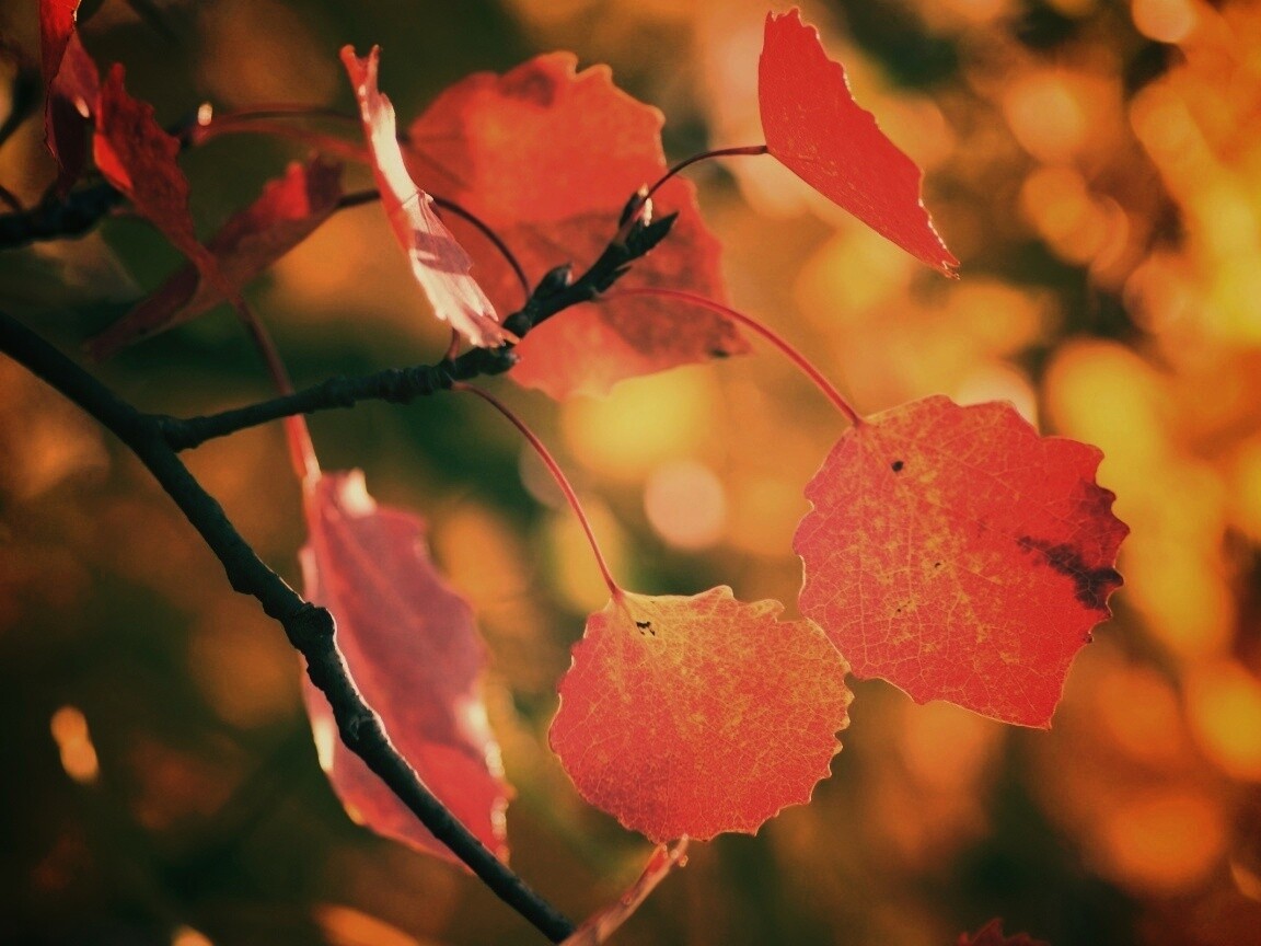 Красные листья обои