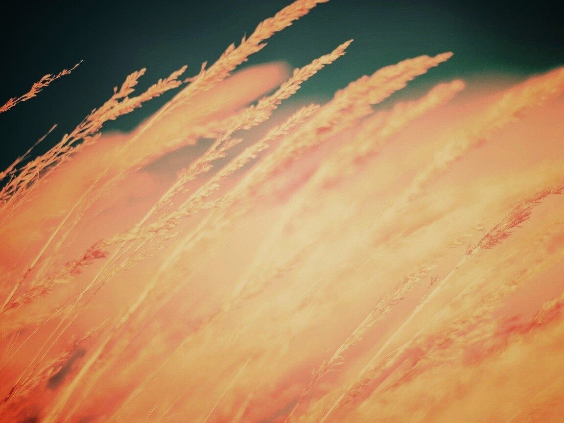 Колосья обои