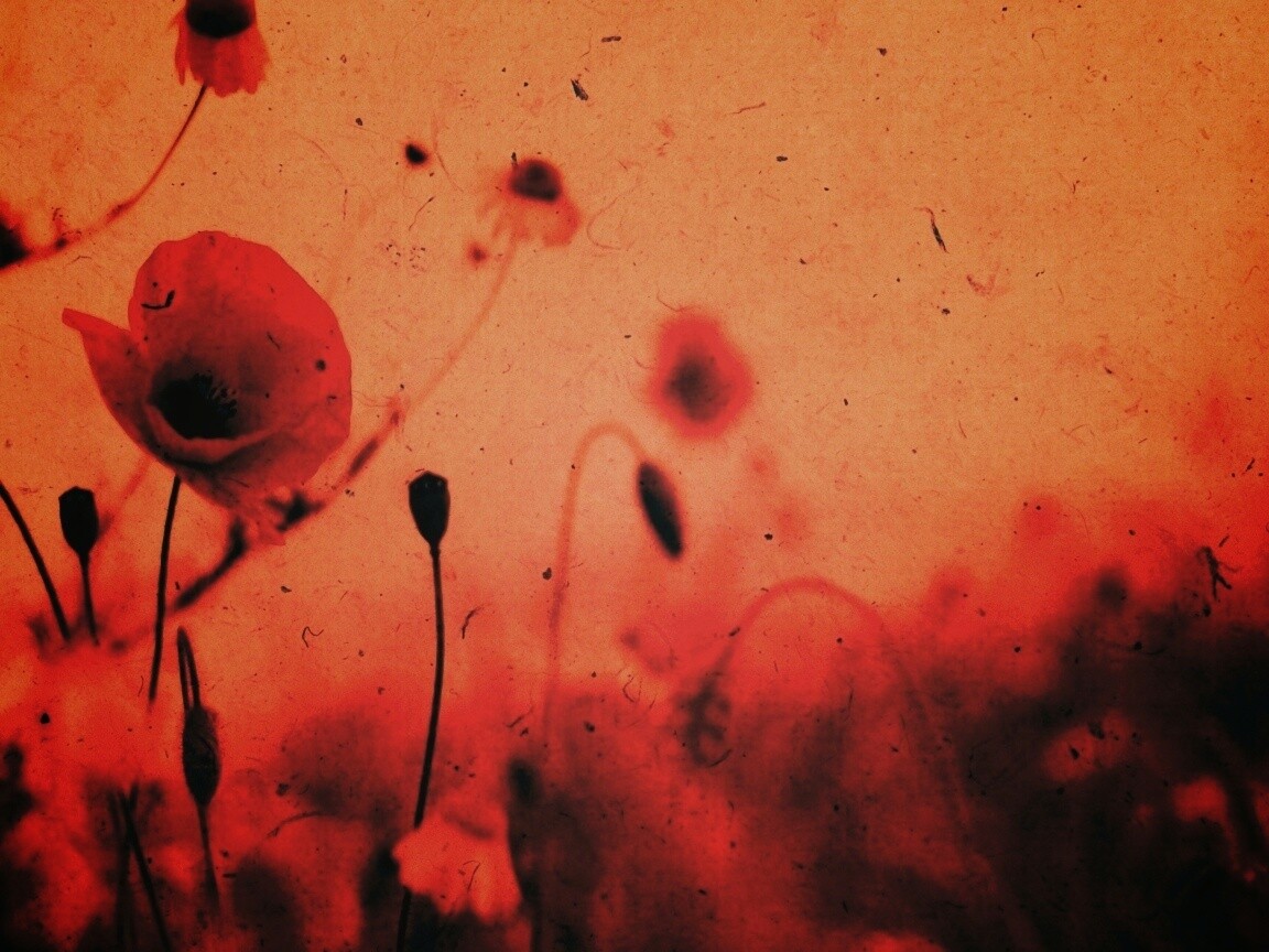 Кровавые цветы в стиле ретро обои