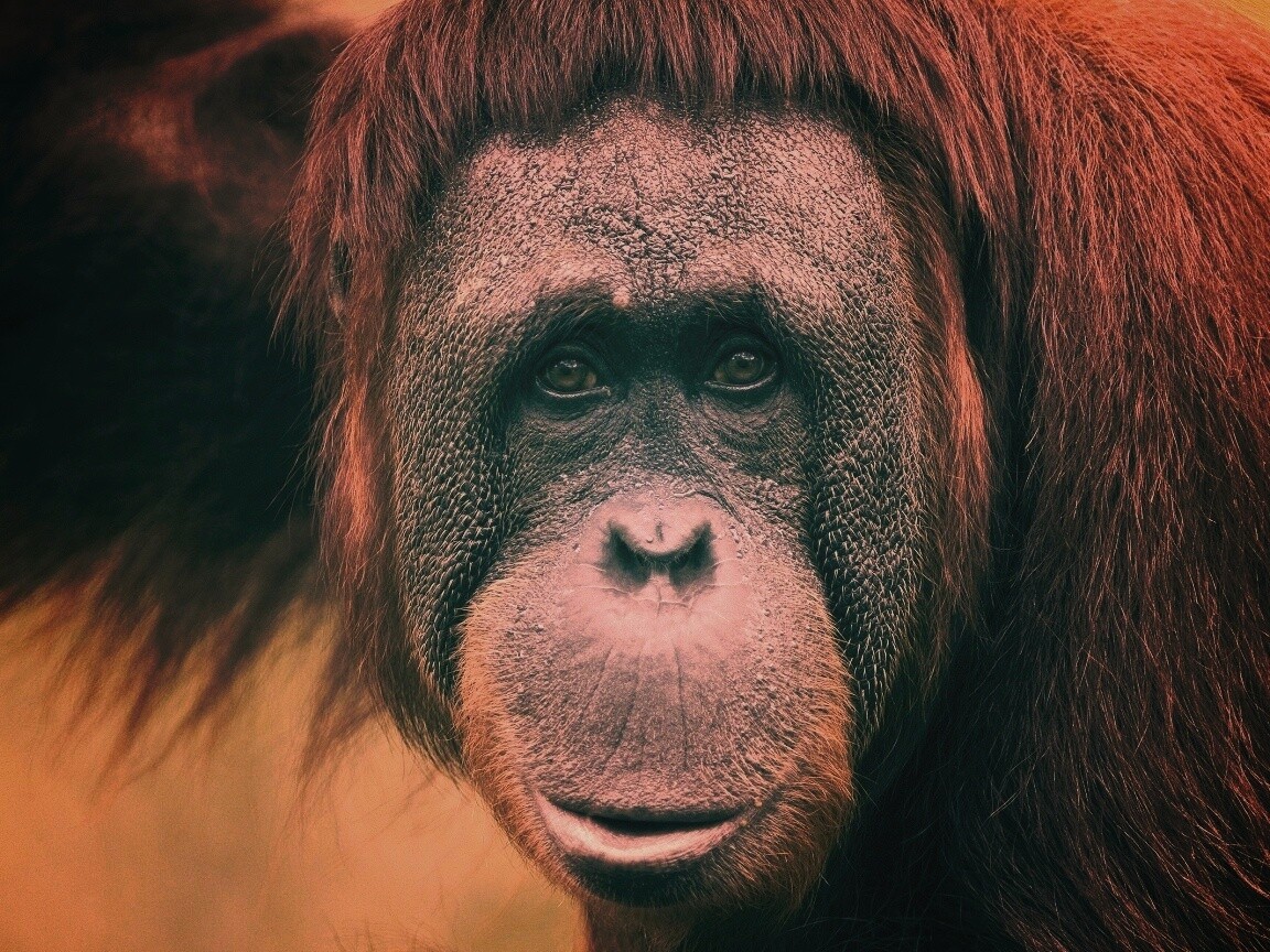 Орангутан обои
